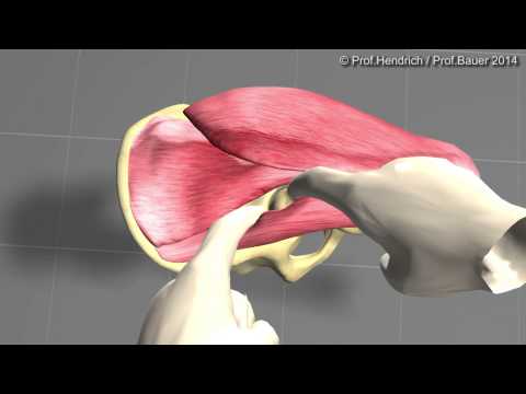 Artificial hip - minimally invasive surgery (long version) by Prof. Christian Hendrich