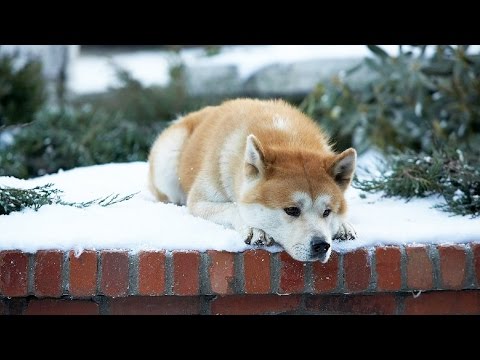 HACHI: A Dog's Tale (2009 true story) VERY EMOTIONAL