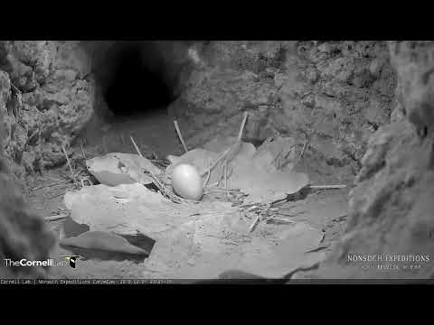 Incubation Break for Adult, February 1, 2018 — Bermuda Cahow Cam