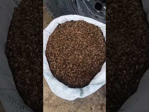 #youtubeviral #silagem #sal #ração #feiradegado #capoeiras #Pernambuco #youtubeshorts