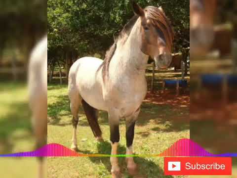 Baitaca a volta do tico loco