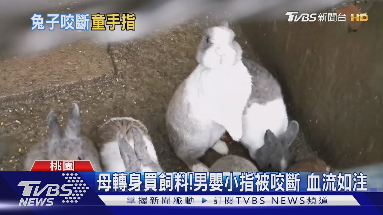 驚悚！1歲童手伸兔籠　小指遭咬斷一截