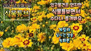 2021년 6월7일 월요일 예쁜식물들 보면서 수다떨어봐요 #양재꽃시장 #식물튜브