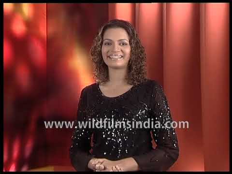 Manisha Koirala; Mahesh Bhatt learns of Abdul Telgi's spending lakhs at a dance bar, Pooja inspired