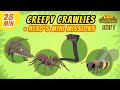 Creepy Crawlies Part 1 3 Junior Rangers And Hero S Animals Adventure Leo The Wildlife Ranger