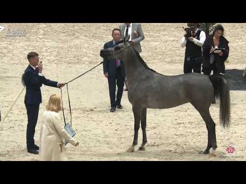 N 51 TACJANA   Paris 2019   Junior Fillies Class 2B