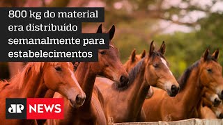 Ministério Público prende grupo suspeito de vender carne de cavalo em Caxias do Sul