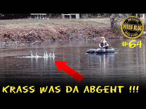 KRASSESTE Bellyboot AKTION ever!!!!!! Der größter Karpfen aus dem See!