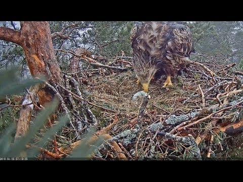 2018/04/05 Merikotkas~Suvi probably removes a broken egg~7:10am