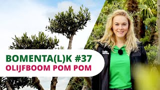 Olijfboom 'Pom pom' video