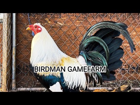 BIRDMAN GAMEFARM || healthy chicken thanks to the good care of the owner