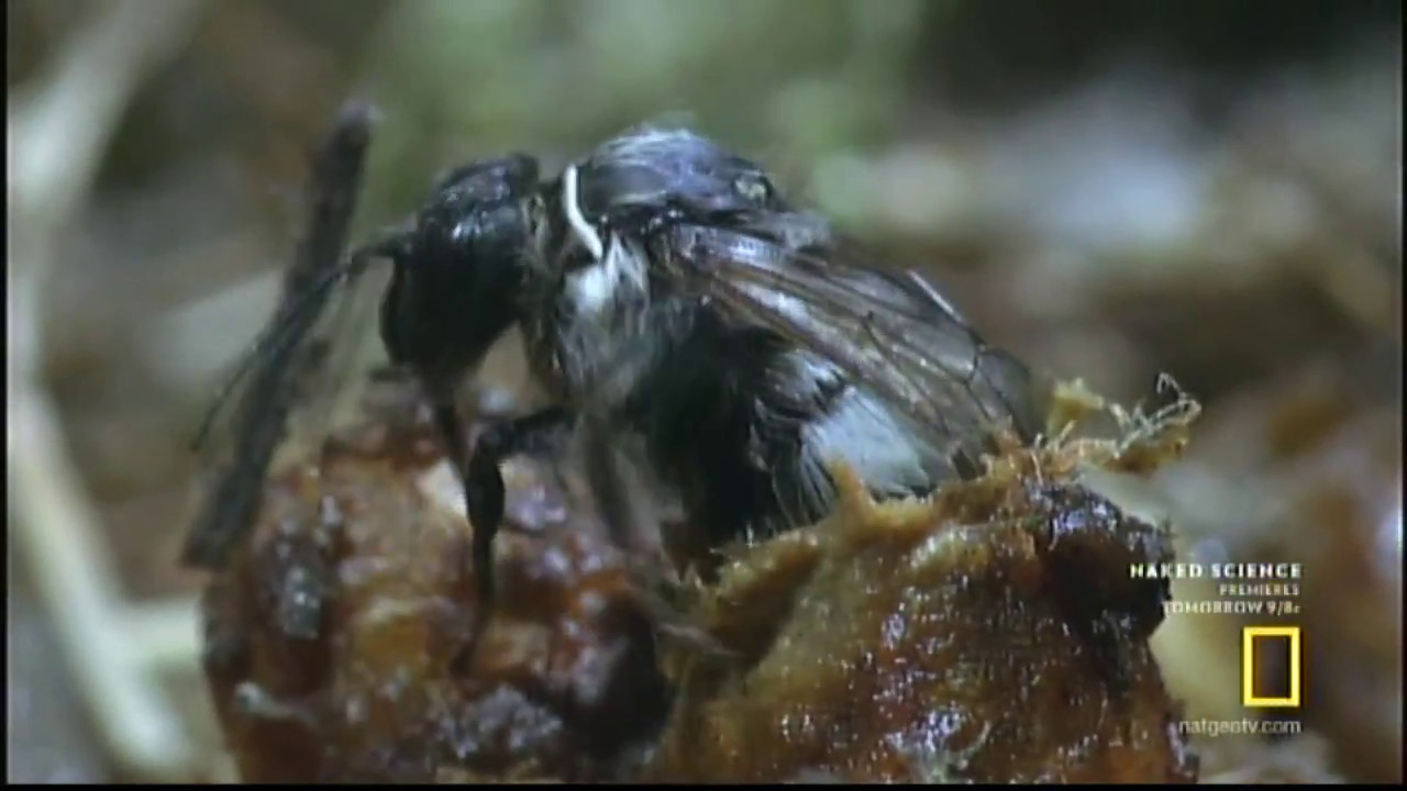 Bombus Yaban Arısı — Kış Uykusundan Koloni Kurmaya Gizli Yaşam