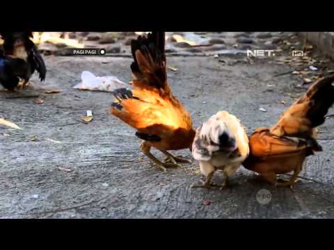 Pagi Pagi - 8 Oktober 2015 - Serba-serbi Ayam Bersama Anisa Rahma