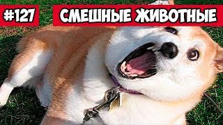 Смешные животные - фейлы у собак | Bazuzu Video ТОП подборка 127, апрель 2018