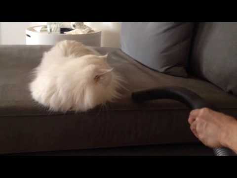 Fearless Persian Chinchilla cat Bruce Lee loves the vacuum cleaner