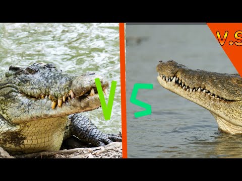 Nile crocodile vs saltwater crocodile