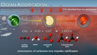 What is Ocean Acidification?