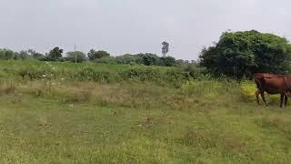  Agricultural Land for Sale in Keeranur, Pudukkottai