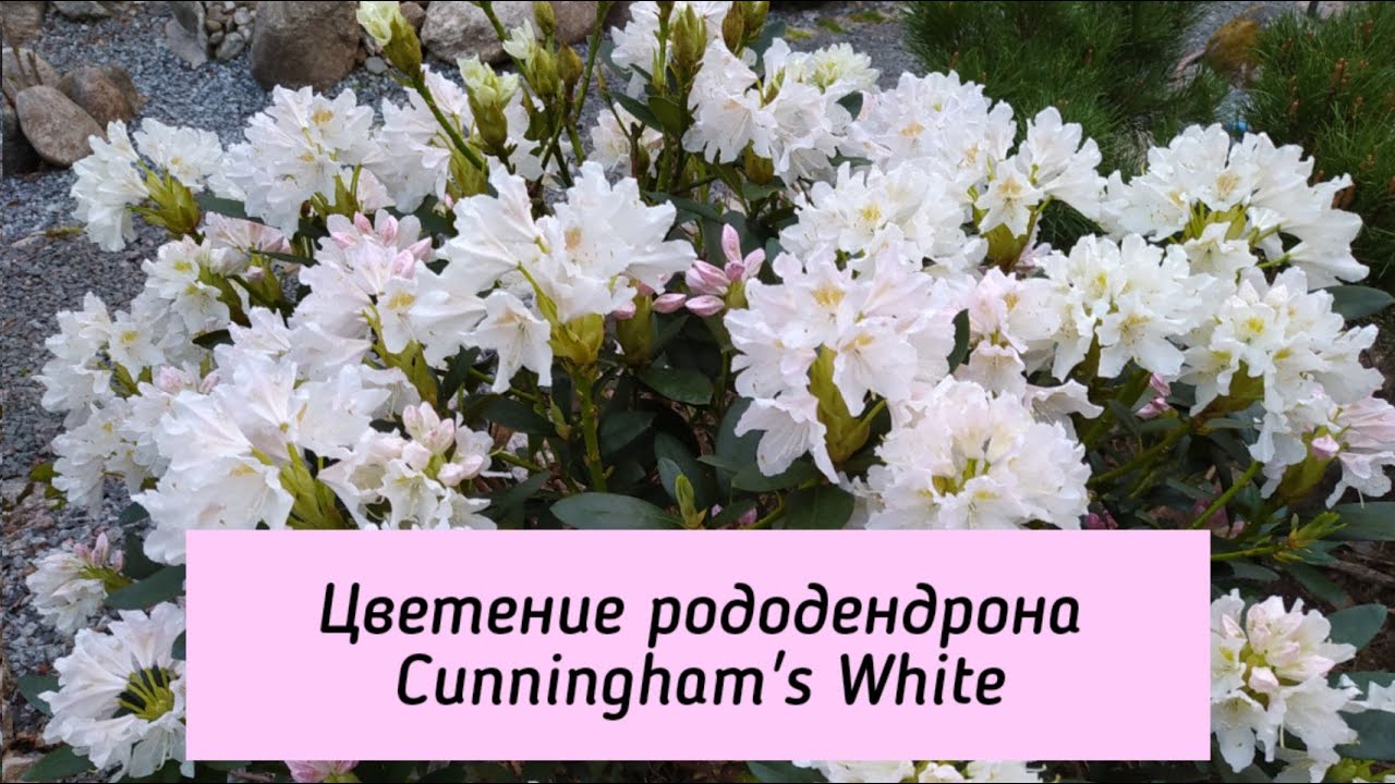 Цветение рододендрона Cunningham's White.