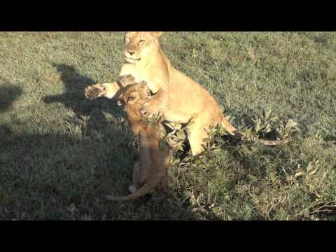 Survived sick lion cub looks absolutely healthy and plays with mama/ video 4k