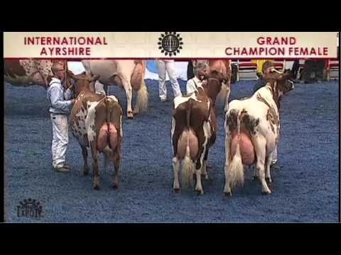 168 - Ayrshire Grand Champion Female