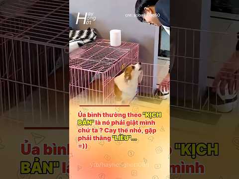 Sao kì vậy ta ?  #haihuoc  #funnyvideo #funny #reviewvui #funyshorts #giaitri #videoshort #dog #xh