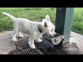 Thinking Of Getting A Westie Pros And Cons Of West Highland White Terriers