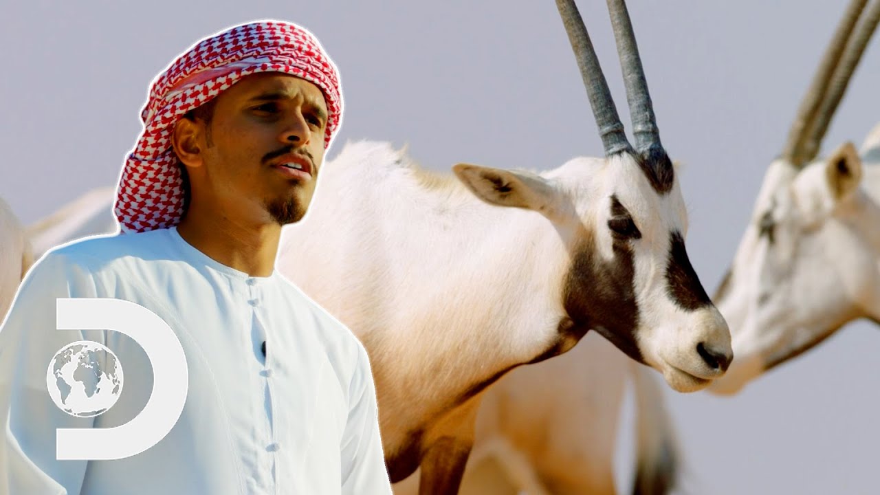 Wildlife Experts Help Repopulate The Once Extinct Arabian Oryx l Wild Dubai