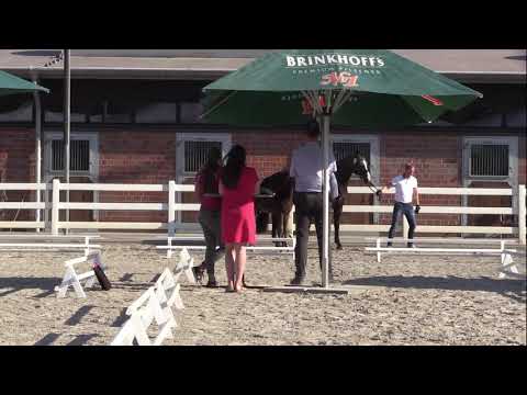 Hengst von Bel Amour