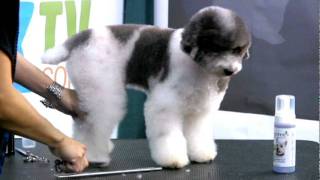 Jeanette Genther Demo Poodle Feet