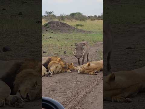 Boar Head-Butts Lion Cubs, Then Mom Goes Wild 😂