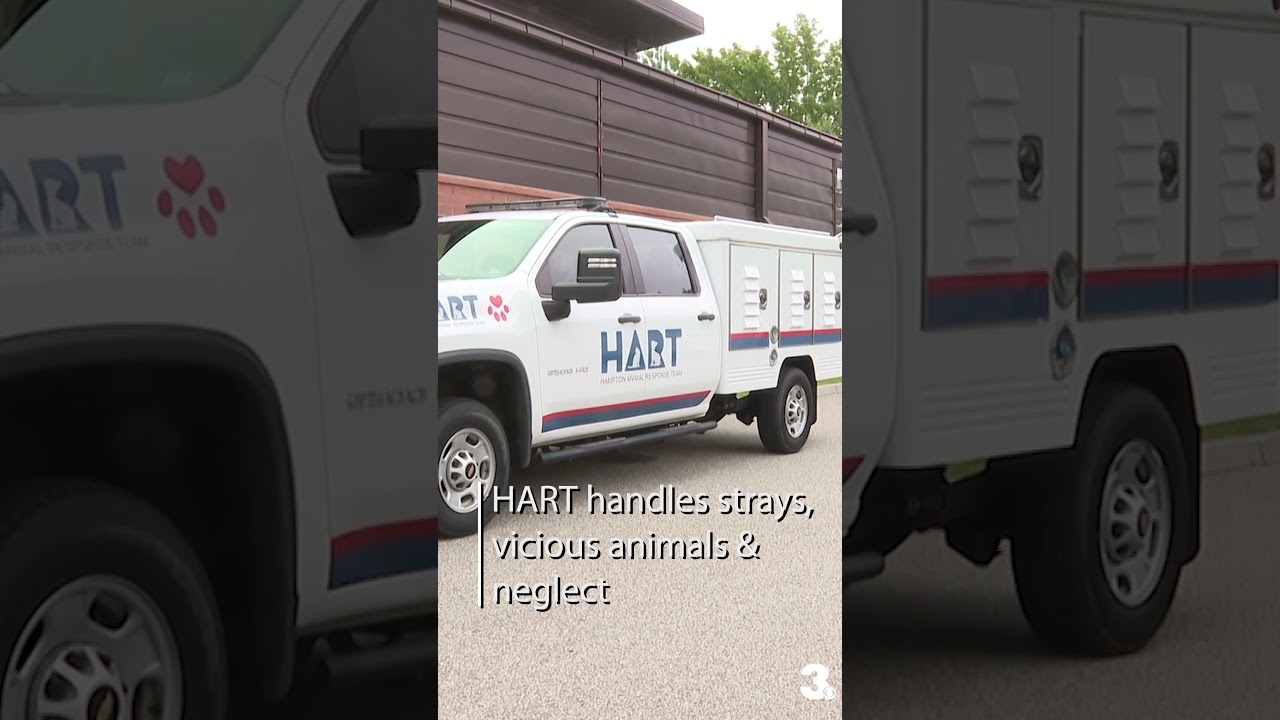 Virginia city sees 51 animal cruelty calls in one month