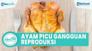 Bahaya Konsumsi Ayam Broiler Tiap Hari Bisa Picu Gangguan Reproduksi, Simak Ulasan dr.Binsar Martin