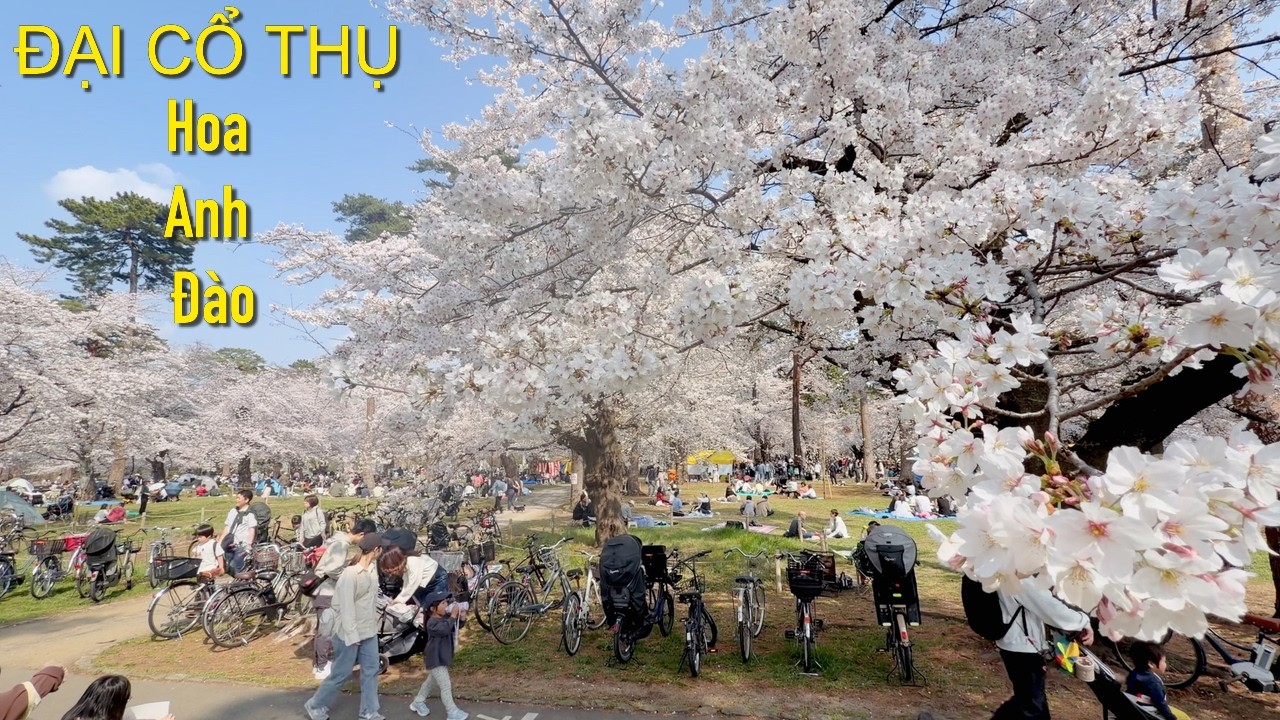 Vườn hoa anh đào ĐẠI CỔ THỤ đẹp đến ngỡ ngàng ngay cạnh Tokyo | Công viên Omiya mùa hoa anh đào