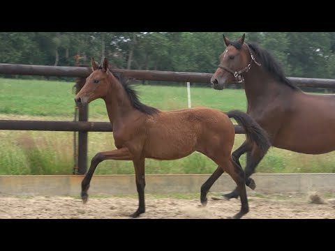 *2021 Stute von Life Time - Royal Doruto SOLD!!!