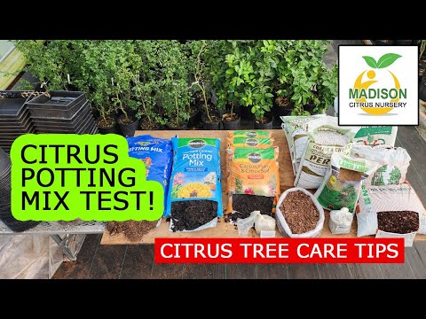 6 Month Citrus Potting Mix Experiment - Long term grow test with 511 Mix & Box Store Mixes Pt. 1
