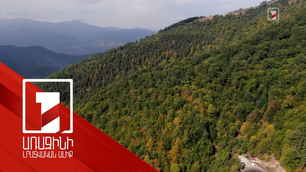 Ինչպես կանոնակարգել անտառային ոլորտը. մշակվել է ռազմավարություն