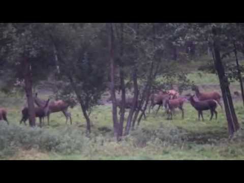 brame de cerf 2015 + combat