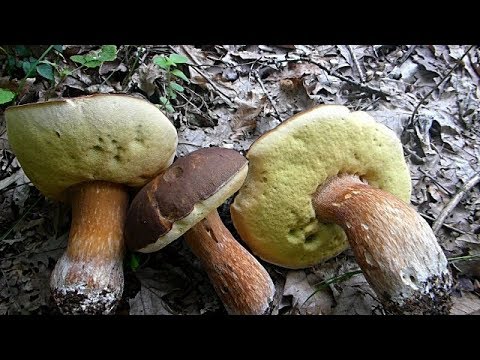 Vrganji i Kneginje 02.06.2019 - Boletus quercicola