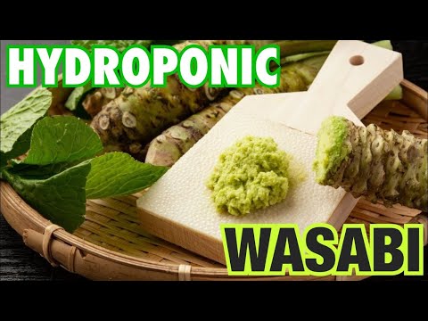 Growing Hydroponic Wasabi