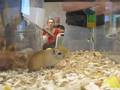 The Pairs Chewing Competition 2008 MW Gerbil Show