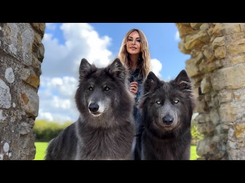 GIANT BLUE WOLFDOG - When River met Ocean / Ep 3