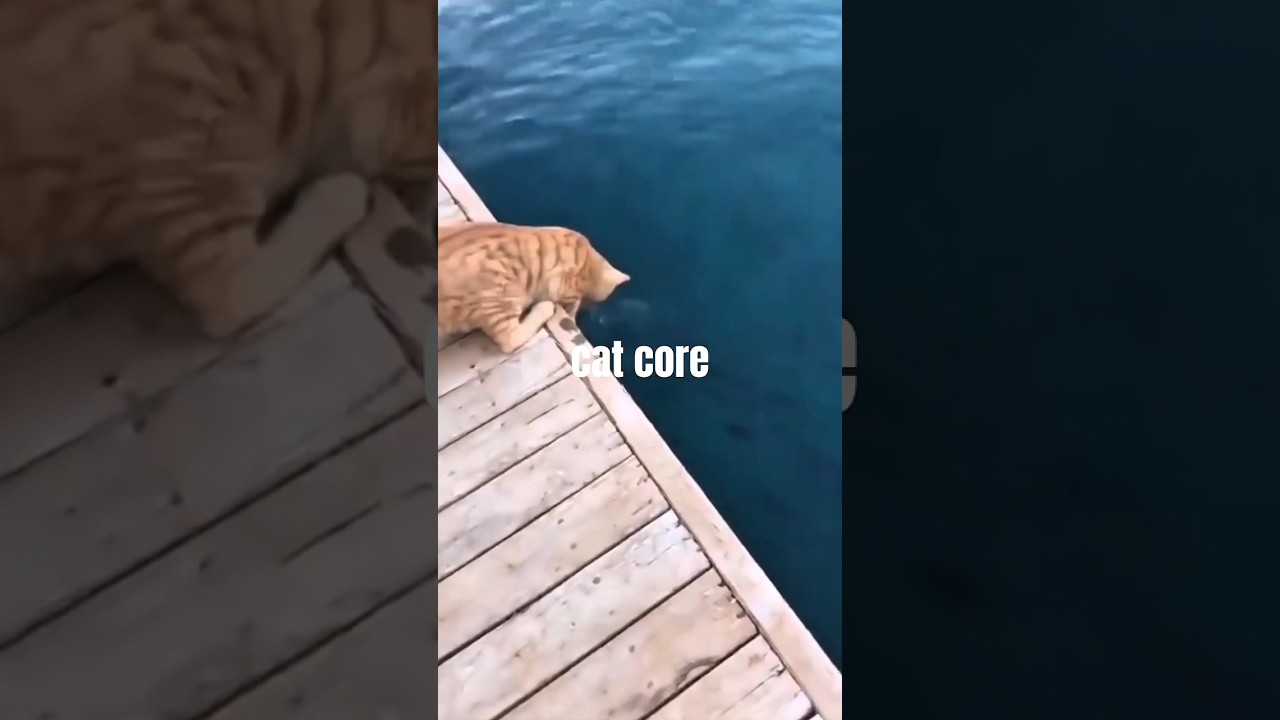 cat core #shorts #cat