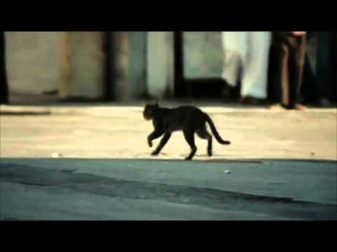 Daniel Landa - Dilema Pyrotechnikovo