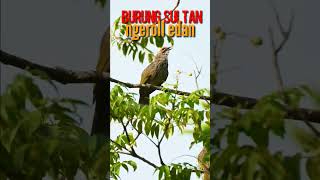 Download lagu THE BIRD OF SULTAN CUCAK ROWO GACOR #shorts mp3 Download lagu THE BIRD OF SULTAN CUCAK ROWO GACOR #shorts mp3