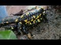 Fire Salamanders Mating  ||  Feuersalamander Paarung  (Salamandra salamandra terrestris)