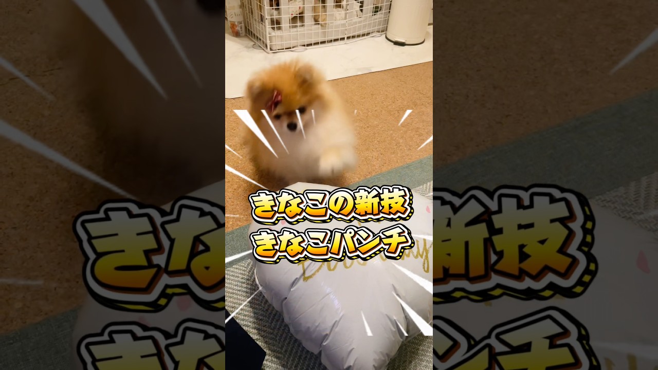 きなこパンチくらいたい人いる？笑　#ポメラニアン #pomeranian #犬 #癒し #博美犬
