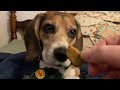 Mr Boots The Beagle Opens His Monthly Barkbox March 2024