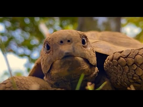 SeralOx - Grab that Trump - Official Video