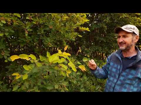 Tufe gigant de afin canadian de peste 4 m